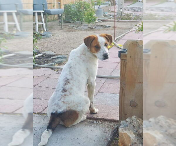 Medium Photo #1 Collie-Labrador Retriever Mix Puppy For Sale in Dana Point, CA, USA