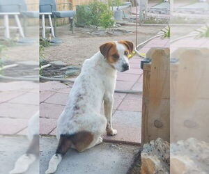 Collie-Labrador Retriever Mix Dogs for adoption in Dana Point, CA, USA