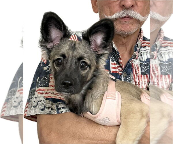 Medium Photo #2 Dachshund-Unknown Mix Puppy For Sale in Wakefield, RI, USA