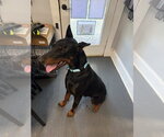 Small Photo #2 Doberman Pinscher Puppy For Sale in Mooresville, NC, USA