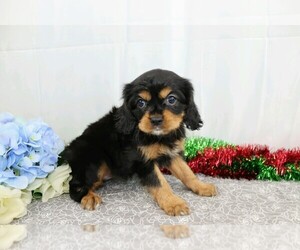 Cavalier King Charles Spaniel Puppy for sale in FREDERICKSBG, OH, USA