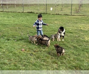 Australian Shepherd-German Shepherd Dog Mix Puppy for sale in DEMING, WA, USA