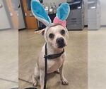 Small #2 Chihuahua Mix