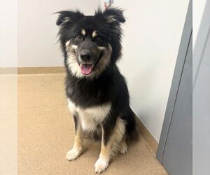Siberian Husky Dogs for adoption in Aurora, CO, USA