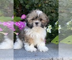 Small Shih Tzu