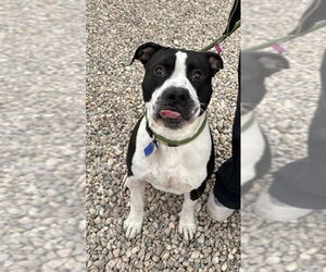 Mutt Dogs for adoption in Fort Collins, CO, USA