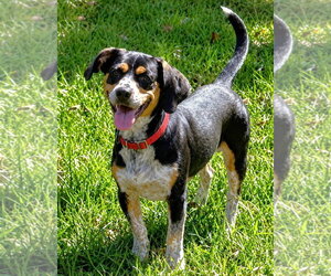 Doxle Dogs for adoption in Dunnellon, FL, USA