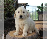 Small Photo #5 English Cream Golden Retriever Puppy For Sale in BEARTOWN, PA, USA