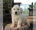 Small #4 English Cream Golden Retriever