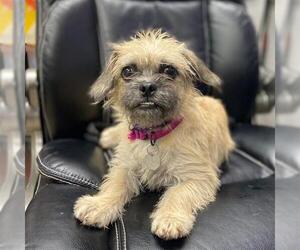 Cairn Terrier Dogs for adoption in Aurora, CO, USA