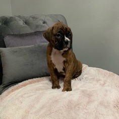 Boxer Puppy for sale in NORCO, CA, USA