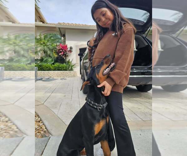 Medium Photo #29 Doberman Pinscher Puppy For Sale in FORT LAUDERDALE, FL, USA