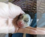 Small Photo #6 Miniature Australian Shepherd Puppy For Sale in SPENCER, TN, USA