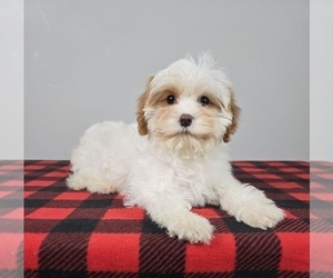 Cavapoo Puppy for sale in FRANKLIN, IN, USA