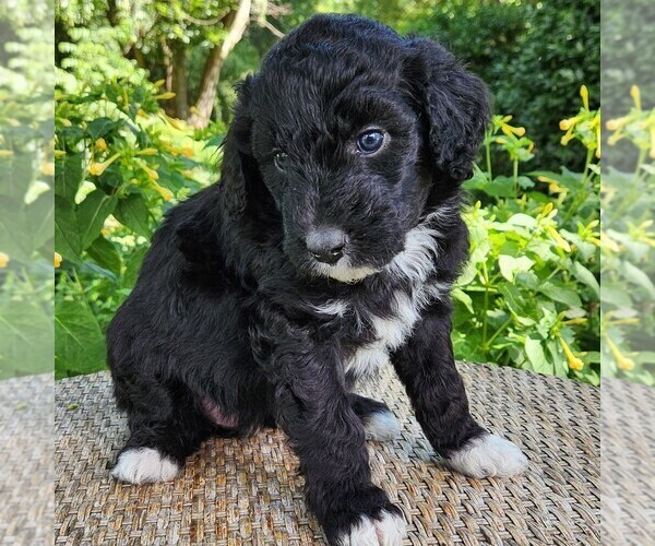 Medium Photo #2 F2 Aussiedoodle Puppy For Sale in COLUMBIA, TN, USA