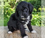 Small #1 F2 Aussiedoodle