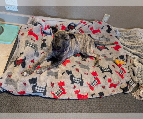 Medium Photo #1 Mountain Cur-Unknown Mix Puppy For Sale in Boston, MA, USA