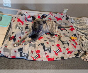 Mountain Cur-Unknown Mix Dogs for adoption in Boston, MA, USA