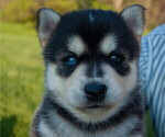 Small #3 Pomsky