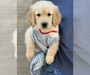 Golden Retriever Puppy for sale in OROVILLE, CA, USA