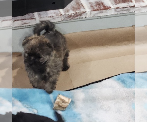 Medium Photo #21 Shorkie Tzu-Zuchon Mix Puppy For Sale in COWARD, SC, USA