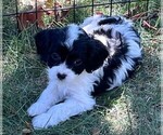 Puppy Pongo Cavapoo