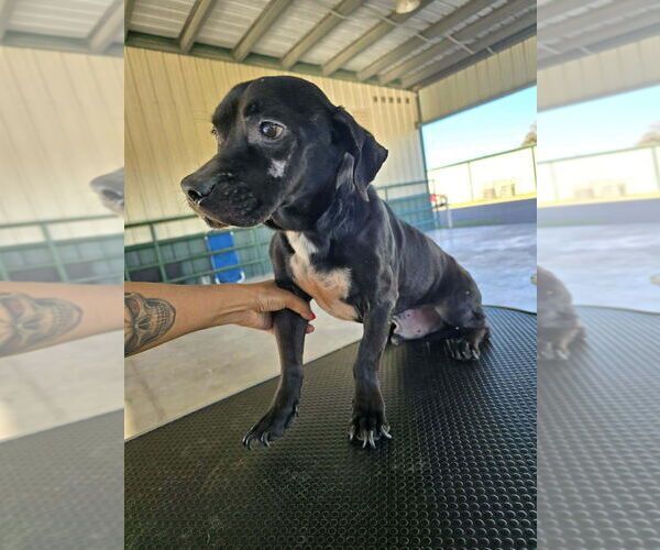 Medium Photo #1 Chihuahua-Unknown Mix Puppy For Sale in New York, NY, USA