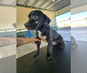 Chihuahua-Unknown Mix Dogs for adoption in New York, NY, USA