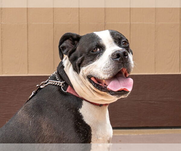 Medium Photo #16 American Bulldog-American Staffordshire Terrier Mix Puppy For Sale in Lake Forest, CA, USA