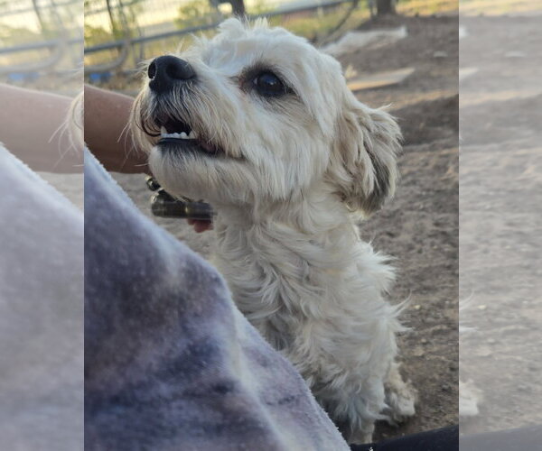 Medium Photo #2 Poodle (Miniature)-Unknown Mix Puppy For Sale in Peralta, NM, USA
