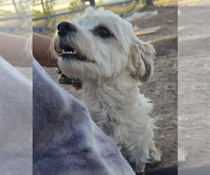 **LOLA - Read Bio Below - Female Shih-Poo Dog for Adoption - Photo #2
