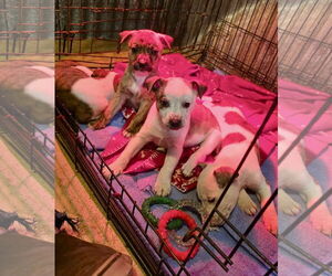 Wrangler - Male Mountain Cur-Unknown Mix Dog for Adoption - Photo #12