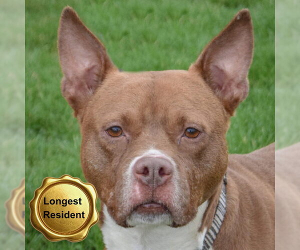 Medium Photo #3 American Bulldog-American Staffordshire Terrier Mix Puppy For Sale in Huntley, IL, USA