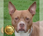Small #2 American Bulldog-American Staffordshire Terrier Mix