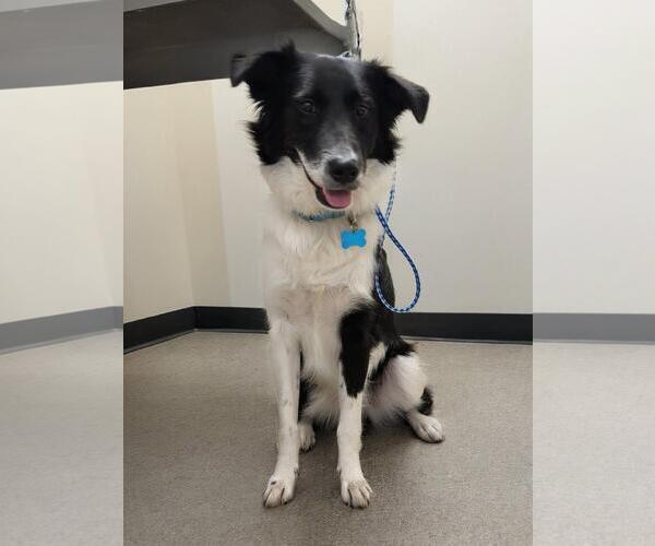 Medium Photo #4 Border Collie-Unknown Mix Puppy For Sale in Garner, NC, USA