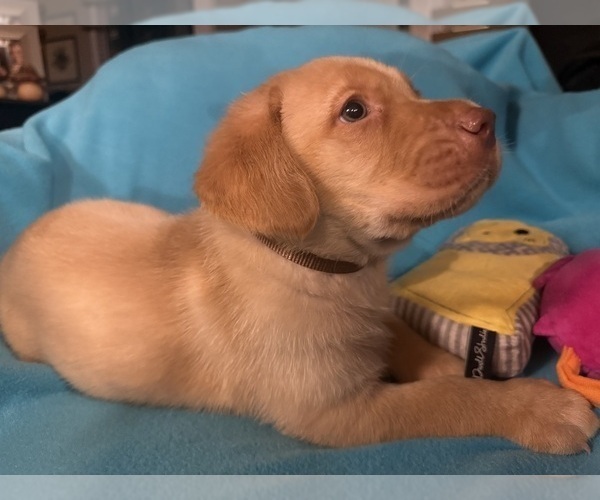 Medium Photo #1 Labrador Retriever Puppy For Sale in SPOTSYLVANIA, VA, USA