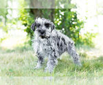 Small Photo #2 Schnauzer (Miniature) Puppy For Sale in WARSAW, IN, USA
