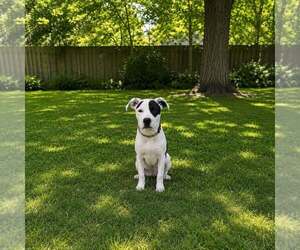 Mutt Dogs for adoption in Shelburne, VT, USA