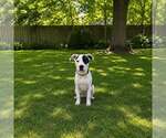 Small Mutt