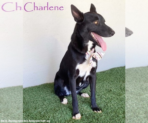 Medium Photo #1 Mutt Puppy For Sale in San Diego, CA, USA