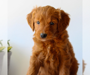 Goldendoodle Puppy for sale in LITITZ, PA, USA