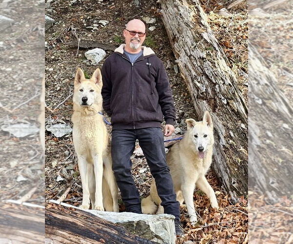 Medium Photo #4 Siberian Husky-Unknown Mix Puppy For Sale in Newport Beach, CA, USA