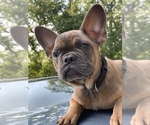 Small Photo #6 French Bulldog Puppy For Sale in BUSHKILL, PA, USA