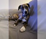 Small Photo #15 Mountain Cur-Unknown Mix Puppy For Sale in Rockaway, NJ, USA