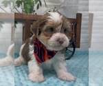 Small Photo #20 Shorkie Tzu Puppy For Sale in SELLERSBURG, IN, USA