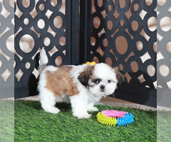 Medium Photo #2 Shih Tzu Puppy For Sale in MOUNT VERNON, OH, USA