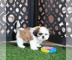 Small #1 Shih Tzu