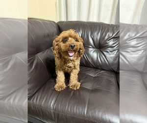 Father of the Goldendoodle (Miniature) puppies born on 04/26/2026