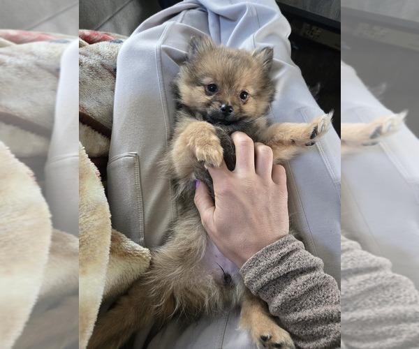 Medium Photo #2 Pomeranian Puppy For Sale in BRONSON, MI, USA