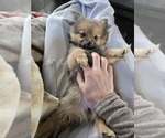 Small #1 Pomeranian